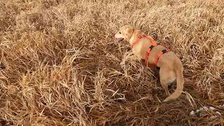 The Way She Goes  Pheasant Hunting South Dakota WPA 2023 [upl. by Noll]