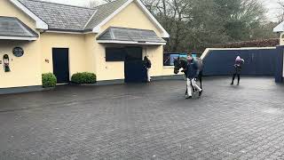 Wootton Bassett at Coolmore Stud [upl. by Serge]