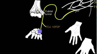 Innervation of forearm and hand muscles [upl. by Fornof]