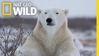 Polar Bears 101  Nat Geo Wild [upl. by Sairtemed]