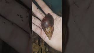 Essential Care Tips amp Update on African Land Snails🐌 shorts [upl. by Acilegna]