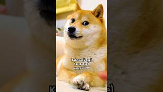 RIP Kabosu doge kabosu dogecoin sad pets dogememes [upl. by Bush536]