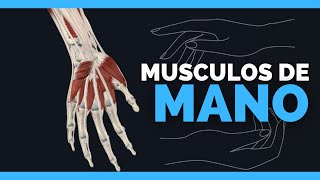 ✅MUSCULOS DE LA MANO  Extensores transversos e interoseos  Anatomia en Enfermeria [upl. by Ib]