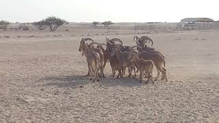 Barbary Sheep [upl. by Schwerin678]