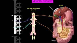 Sympathetics GI [upl. by Ayeka]