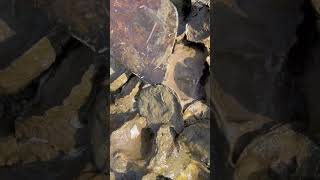 Oyster A lot After The Sea Low Tide oysters usa 100kviews fyp viral tiktok ur uk usa [upl. by Leigha]