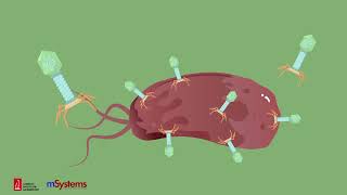 What Lies Beneath Taking the Plunge into the Murky Water of Phage Biology [upl. by Esli]