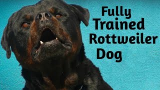 dog training videowell trained doghow to train dogrottweiler dog [upl. by Anallise]