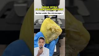 PENAMPAKAN KETIKA DURIAN DI ZOOM MENGGUNAKAN MIKROSKOP ⁉️ [upl. by Kulda179]