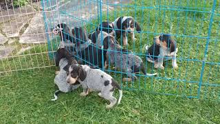 6 week old Bluetick Coonhound puppies at River Styx Scent Hounds [upl. by Okiam]