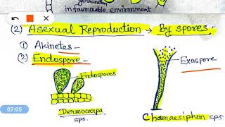 Reproduction in Algae शैवालों में प्रजनन [upl. by Noelle]