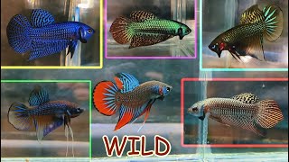 EXOTIC BETTA FISH CATLOUGE [upl. by Innor]