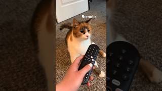 Wobbly Cat Reacts To Objects 😇 cat cutecat catlover [upl. by Ruamaj]