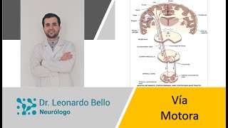 Estructura y función del cerebelo [upl. by Nylirej]