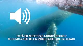 🔊 Activa el audio y disfruta de su canto 🐳 [upl. by Nawk]