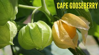 Cutleaf ground cherry edible  Physalis fruit  Cape gooseberry benefits [upl. by Eive165]