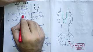 guyton chapter 56 part 4 Motor function of the Brainstemmotorphysiologyneurologyguytonbrainstem [upl. by Hobie]