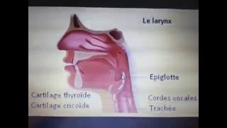 Mastication deglutition et motricité oesophage  Dr Astuce [upl. by Anawahs362]