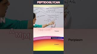 Bacteria Cell wall Peptidoglycanbiology shots viral [upl. by Tessil530]