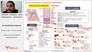 PATOLOGÍA DE LAS GLÁNDULAS SUPRARRENALES PARTE 1  ENDOCRINOLOGÍA  VILLAMEDIC [upl. by Zenia]