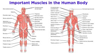 The Muscular System [upl. by Adriene]