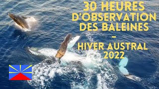 Les baleines sur lÎle de la Réunion  Le film dune saison exceptionnelle [upl. by Idonna956]