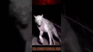 Mysterious Beast of Tongass The Alaskan Dogman Sighting shorts [upl. by Whang]