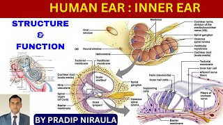 HUMAN EAR STRUCTURE amp FUNCTION PARTII  INNER EAR II CLASS12ZOOLOGY II PRADIP NIRAULA [upl. by Fiske]