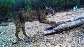 El lince ibérico se recupera aunque sigue en peligro de extinción [upl. by Nadda614]