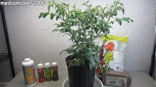 Easy Hydroponic Tomato  No Pumps Experiment DIY [upl. by Ykvir]