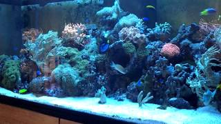 Aquarium recifal de 1000 litres en coraux mouet anémones [upl. by Wagshul]