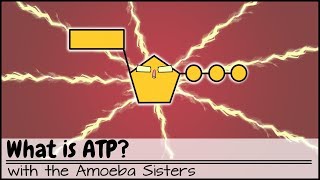 What is ATP [upl. by Chara]