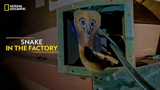 Snake in the Factory  Snakes SOS Goa’s Wildest  Full Episode  National Geographic [upl. by Besse118]