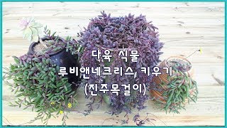 다육 식물 루비앤네크리스진주목걸이 키우기 Succulent Plant Othonna capensis quotLittle Picklesquot [upl. by Nuj]