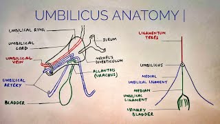 Umbilicus anatomy  med tutorials [upl. by Drucie]