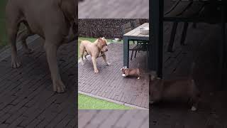 MicroBully Puppy playing with his Mom shorts puppy bullybreed americanbully dog [upl. by Rodavlas558]