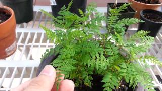 Jacaranda seedlings [upl. by Zane394]