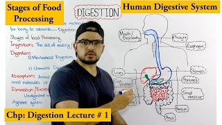 Digestive system  Stages of Food processing  An Overview [upl. by Nillek]