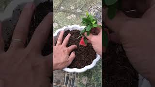 How to grow Ixora coccinea at home [upl. by Ehcnalb]