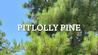 The Promising Pitlolly Pine An Update [upl. by Mauchi542]