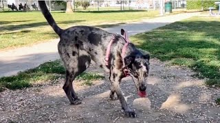 Awesome Catahoula Leopard Mix Returns To Dog Park [upl. by Paapanen82]