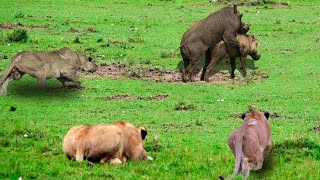 Warthogs Harsh Life Lions Hunt Warthog And The Race Is Terrifying For Life  What Happens Next [upl. by Aimas]