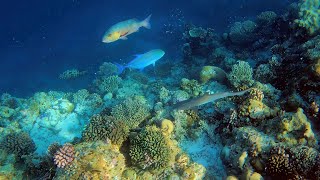 Snorkelling Filitheyo island resort house reef Faafu Atoll Maldives Dec 2022 4K [upl. by Ahsekyt]