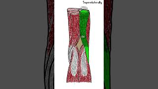 Popliteal fossa  Anatomy  shorts [upl. by Drapehs]