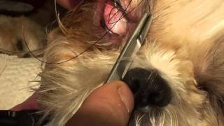 Treating a corneal ulcer in a bug eyed dog [upl. by Coralyn]