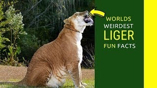 Liger facts for kids Liger information you didn’t now before [upl. by Thurmond]