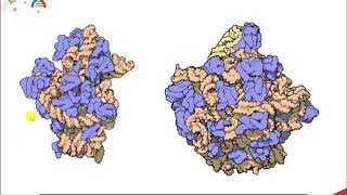 CH450 Chapter 73 RNA Enzymes Ribozymes [upl. by Elysia]