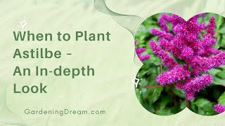 When to Plant Astilbe – An Indepth Look [upl. by Oznohpla]