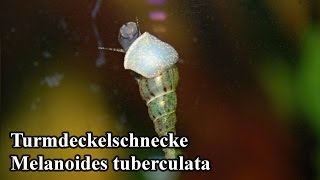 Turmdeckelschnecke  Melanoides tuberculata [upl. by Yracaz4]