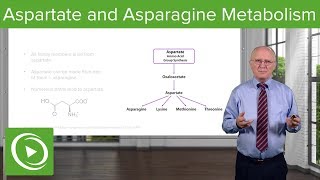 Aspartate Family and Asparagine Metabolism – Biochemistry  Lecturio [upl. by Rehc]